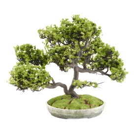 Bonsai